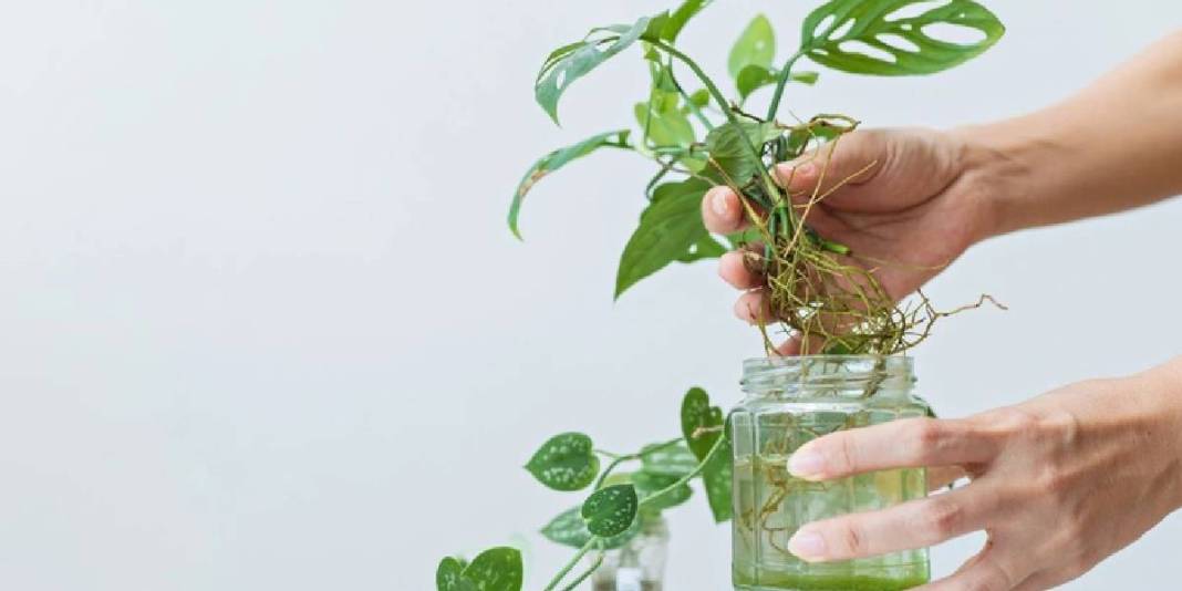 Kökünü suyun içerisine koyun ve ne kadar hızlı büyüdüğünü izleyin! Ne toprak ne de saksı: Yetişmesi için su yetiyor 1